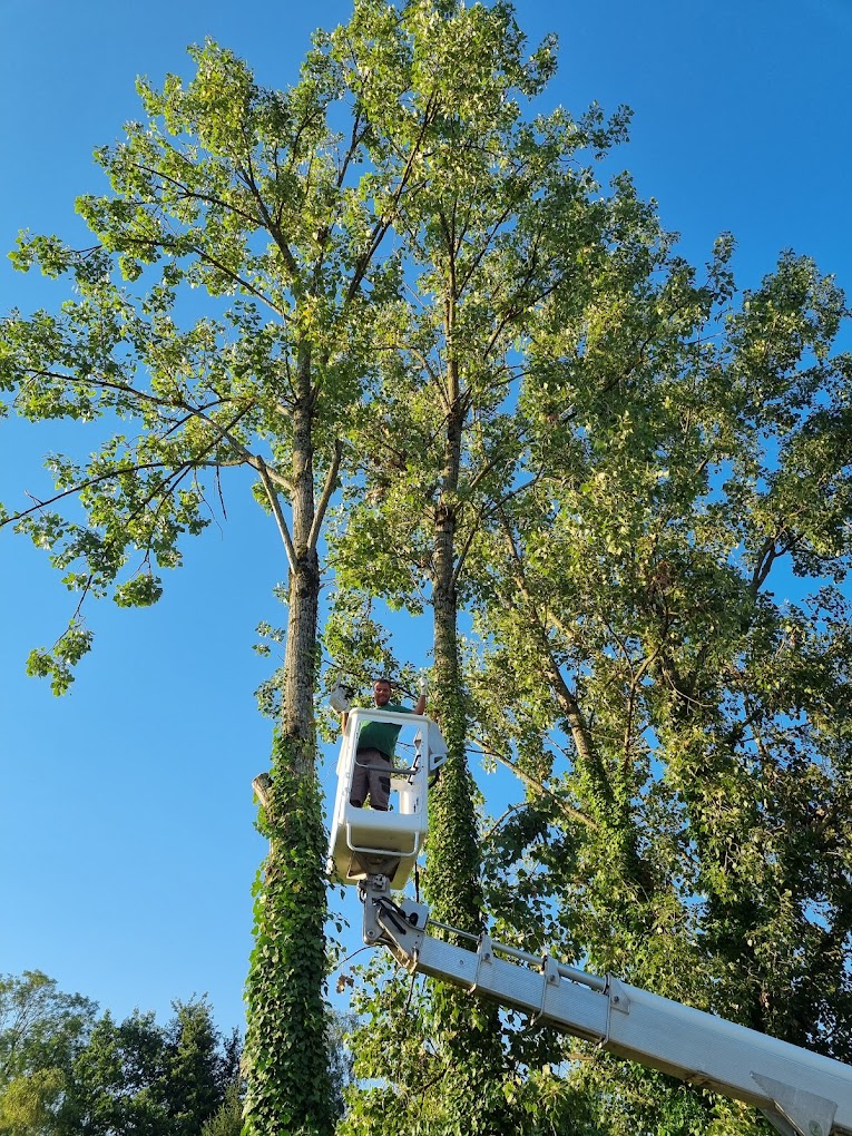 Élagueur professionnel sur une nacelle élévatrice pour l'abattage par démontage d'un grand arbre dangereux à Lons.